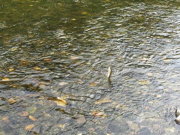 釣れました