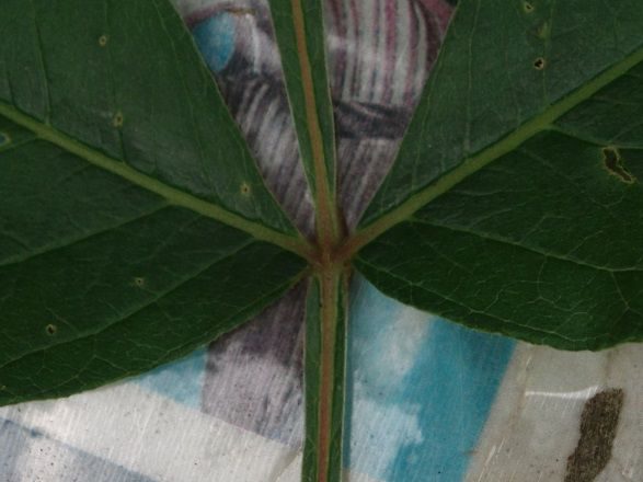 m_007_05